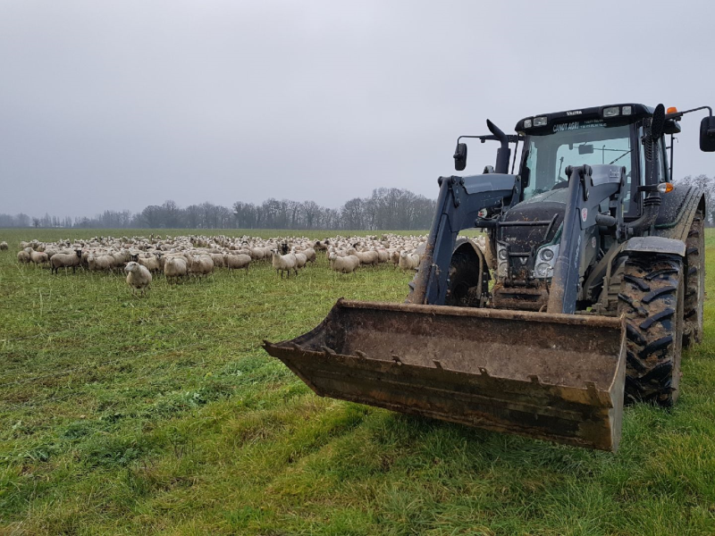 Brebis dans un couvert