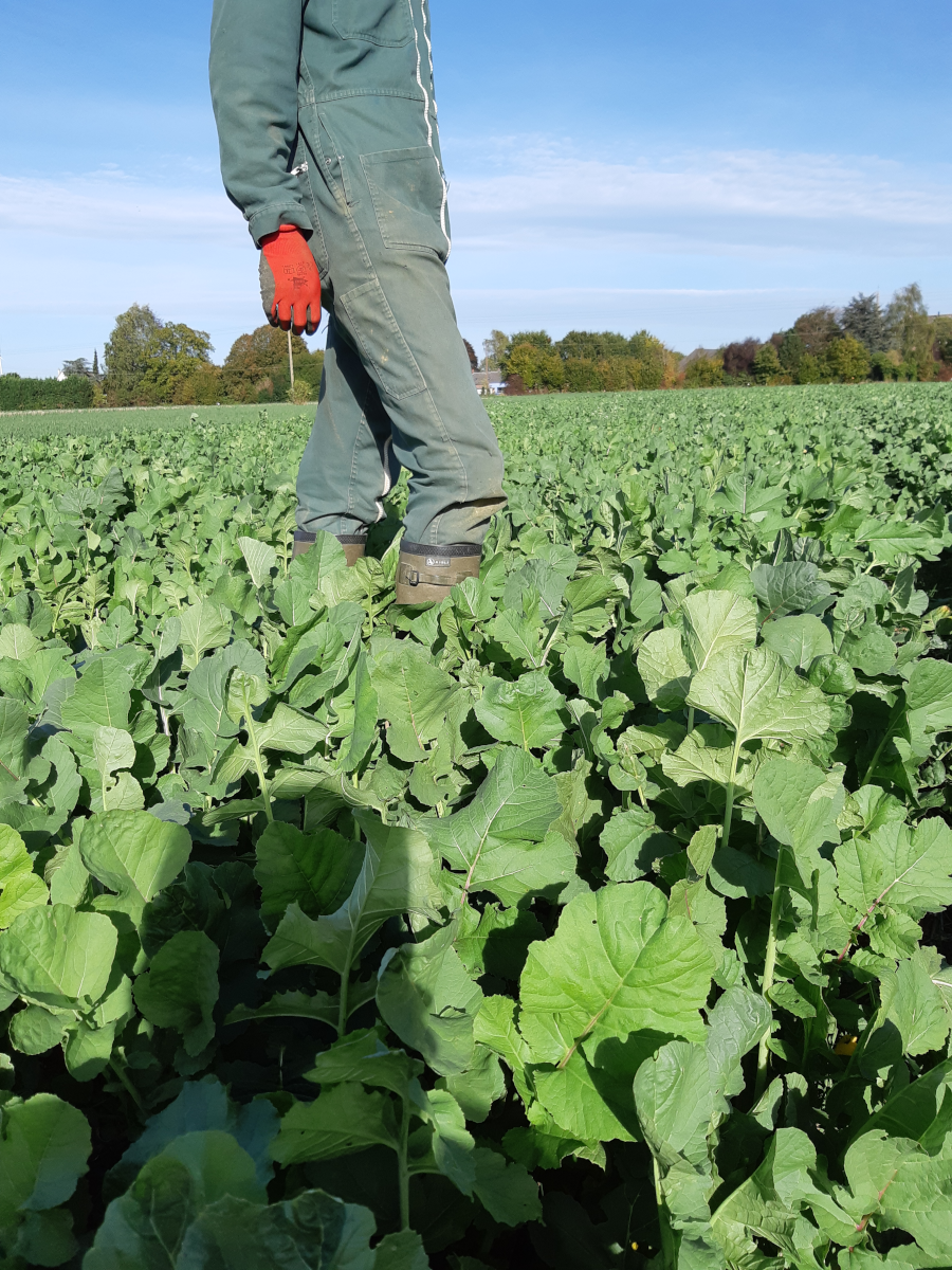 Récolte de radis (23/10)