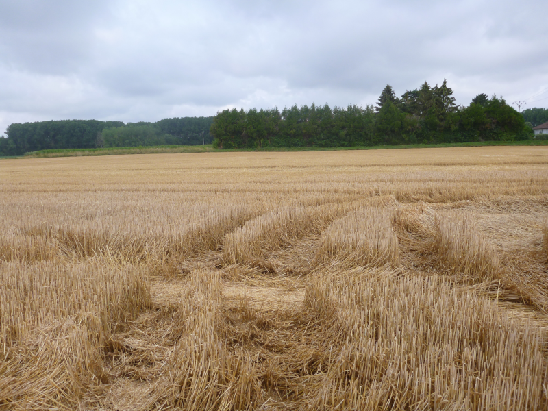 Chaumes laissés hauts à la récolte (50 cm)