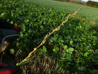 Chénopode à graine dans un couvert implanté précocement