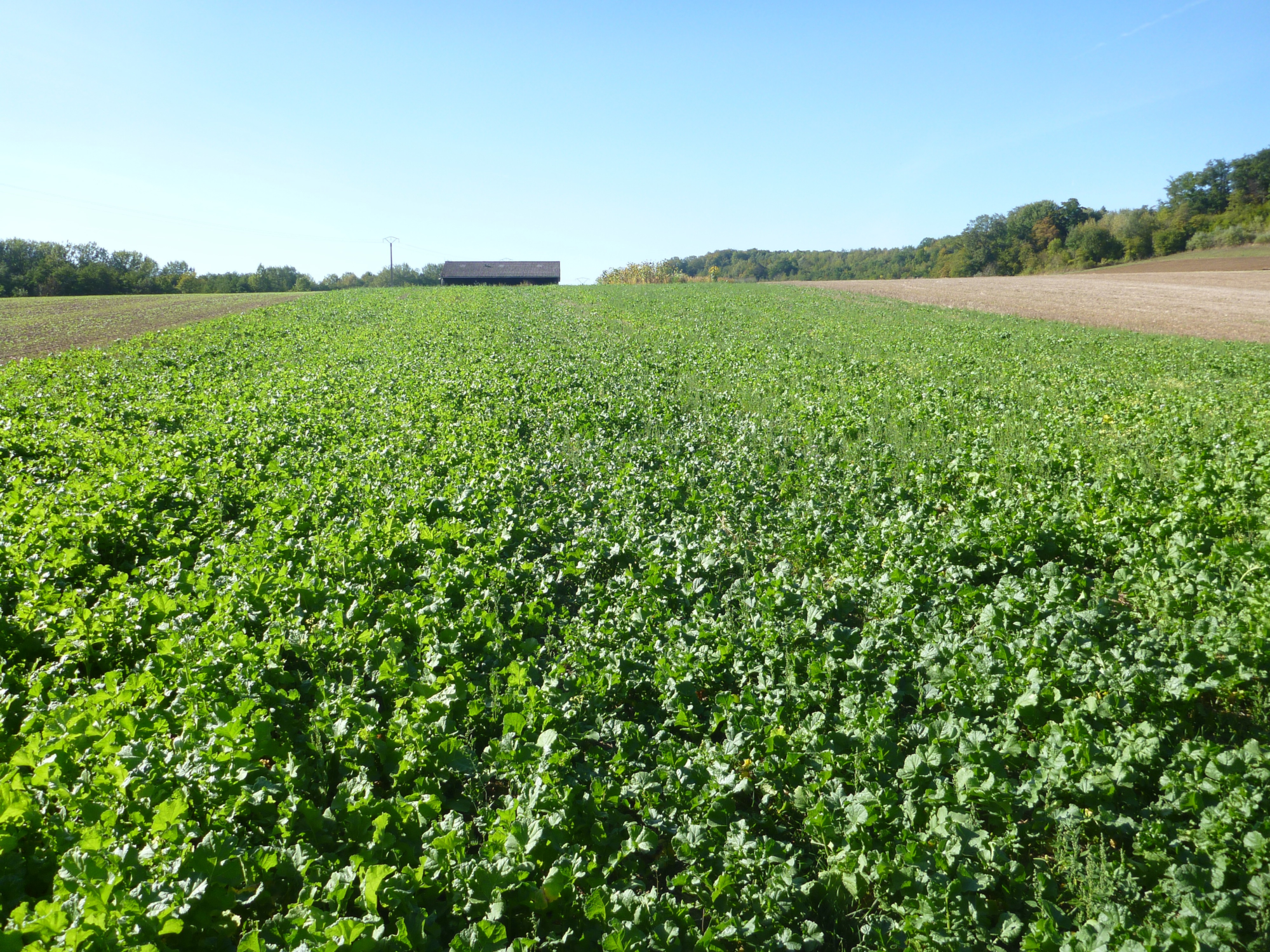 Couvert de radis semé quelques jours avant la récolte (Vaux (02) - 25 septembre 2018)